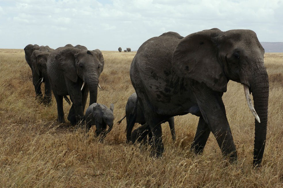 Impacto del cambio climático en los animales está «subestimado», según estudio