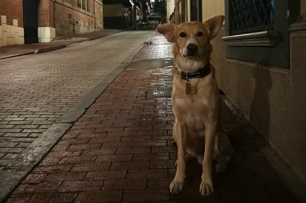Encontraron a «Chorizo», el perro que buscaron durante toda una mañana en Bogotá