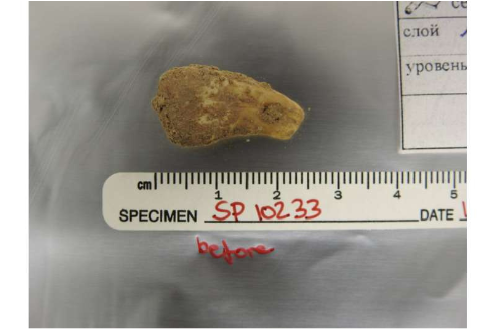 Por medio de ADN, identificaron a la dueña de un colgante de hace 20.000 años