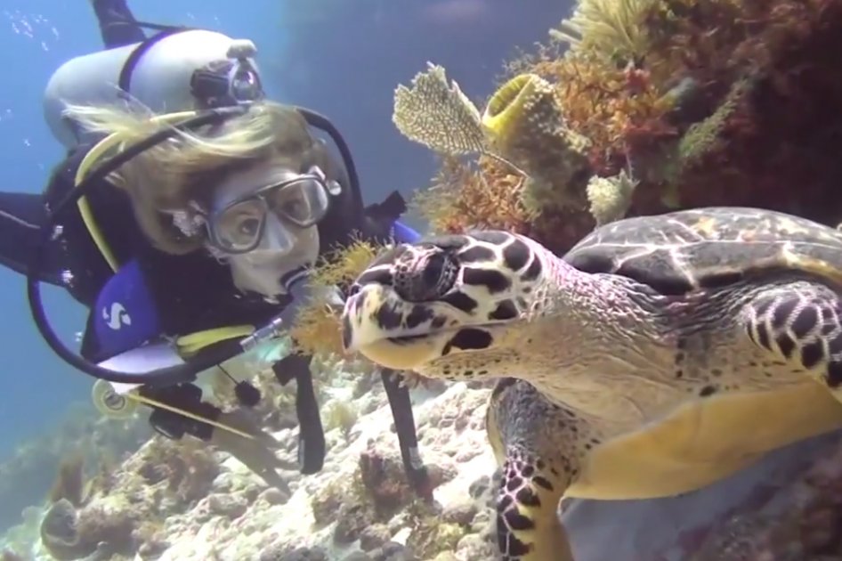 Así se prepara el más grande arrecife de coral artificial