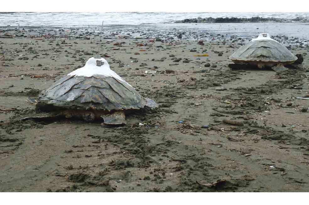 Esperanza para las tortugas carey, una especie al borde de la desaparición