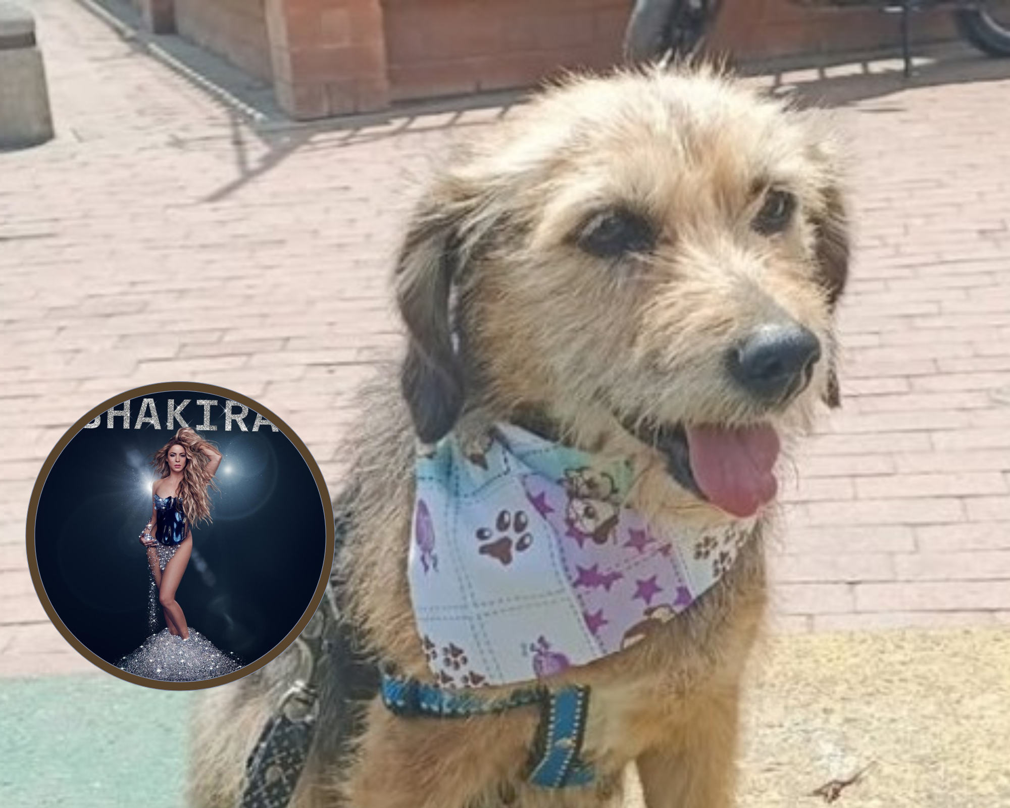 Con entradas para concierto de Shakira en Bogotá, buscan ayudar perros rescatados