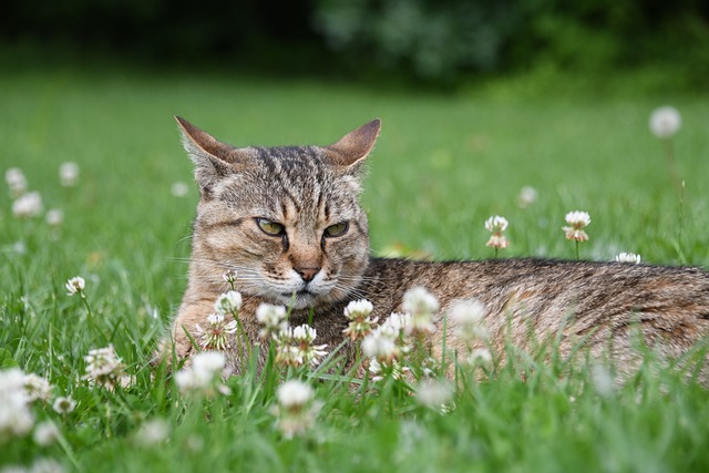 Las cosas raras y extrañas que hacen los gatos