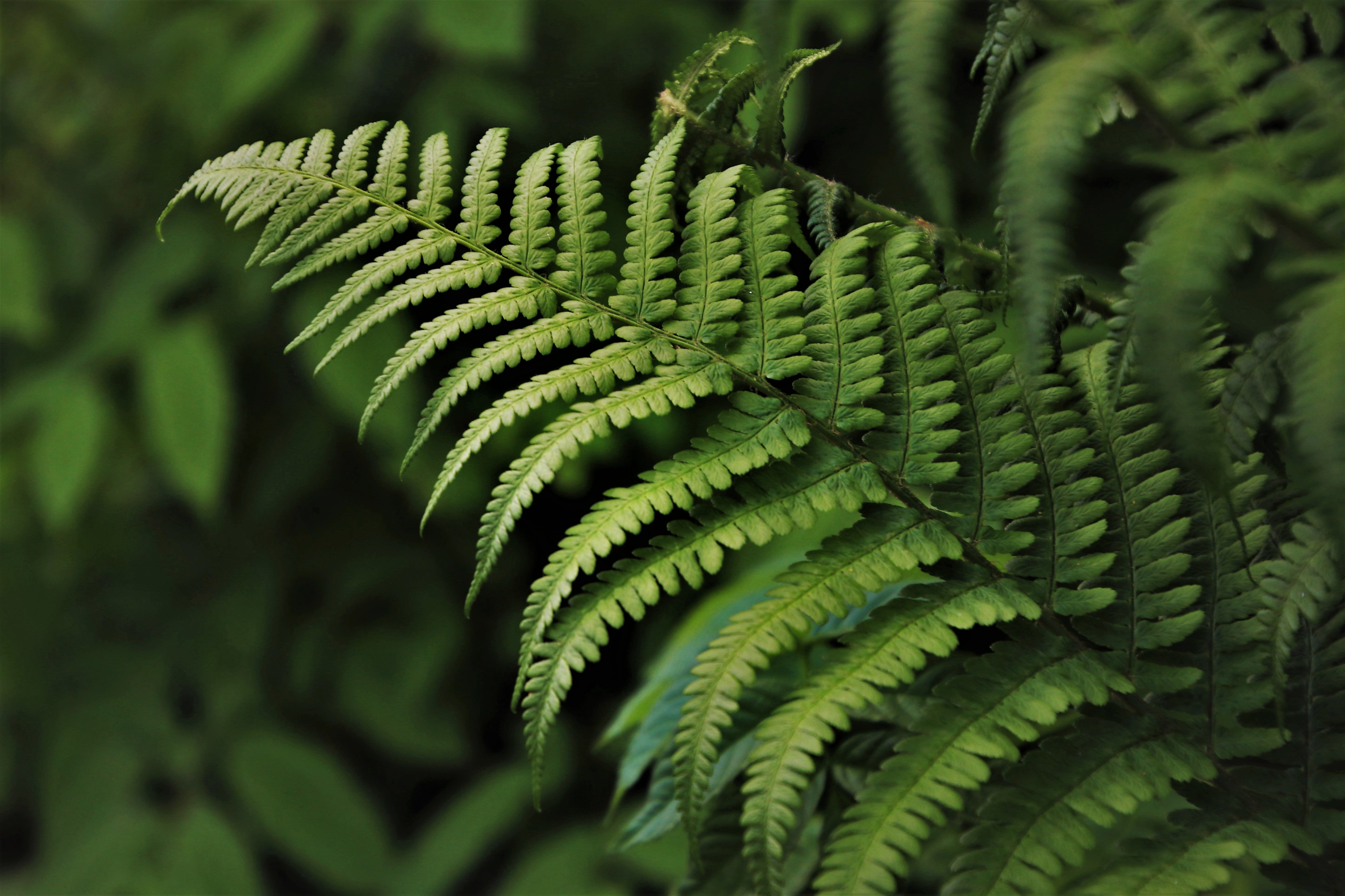 Helechos (Filicopsida, Pterophyta o Filicinae): Son ideales para aportar textura, volumen y una sensación de abundancia vegetal en cualquier espacio. Prosperan en ambientes húmedos y con luz indirecta, por lo que resultan perfectos para jardines verticales de estilo tropical.