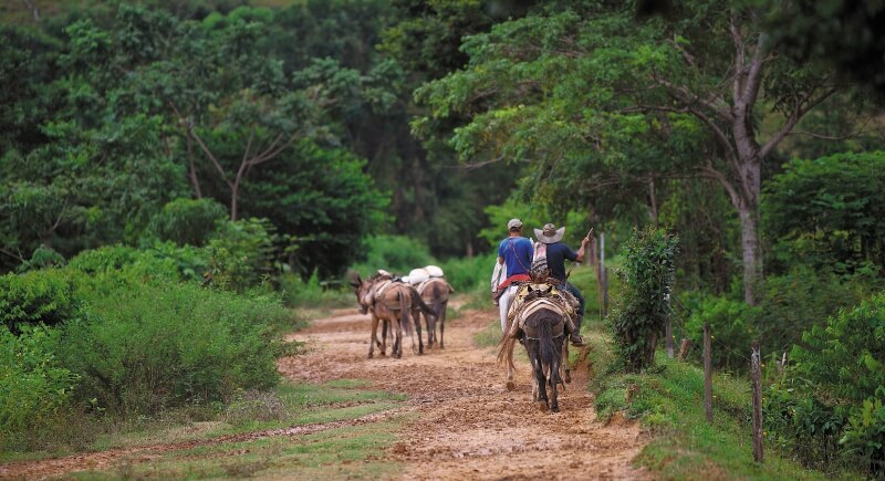 Campesinos le ganan a empresa santandereana Incarare en proceso de restitución de tierras