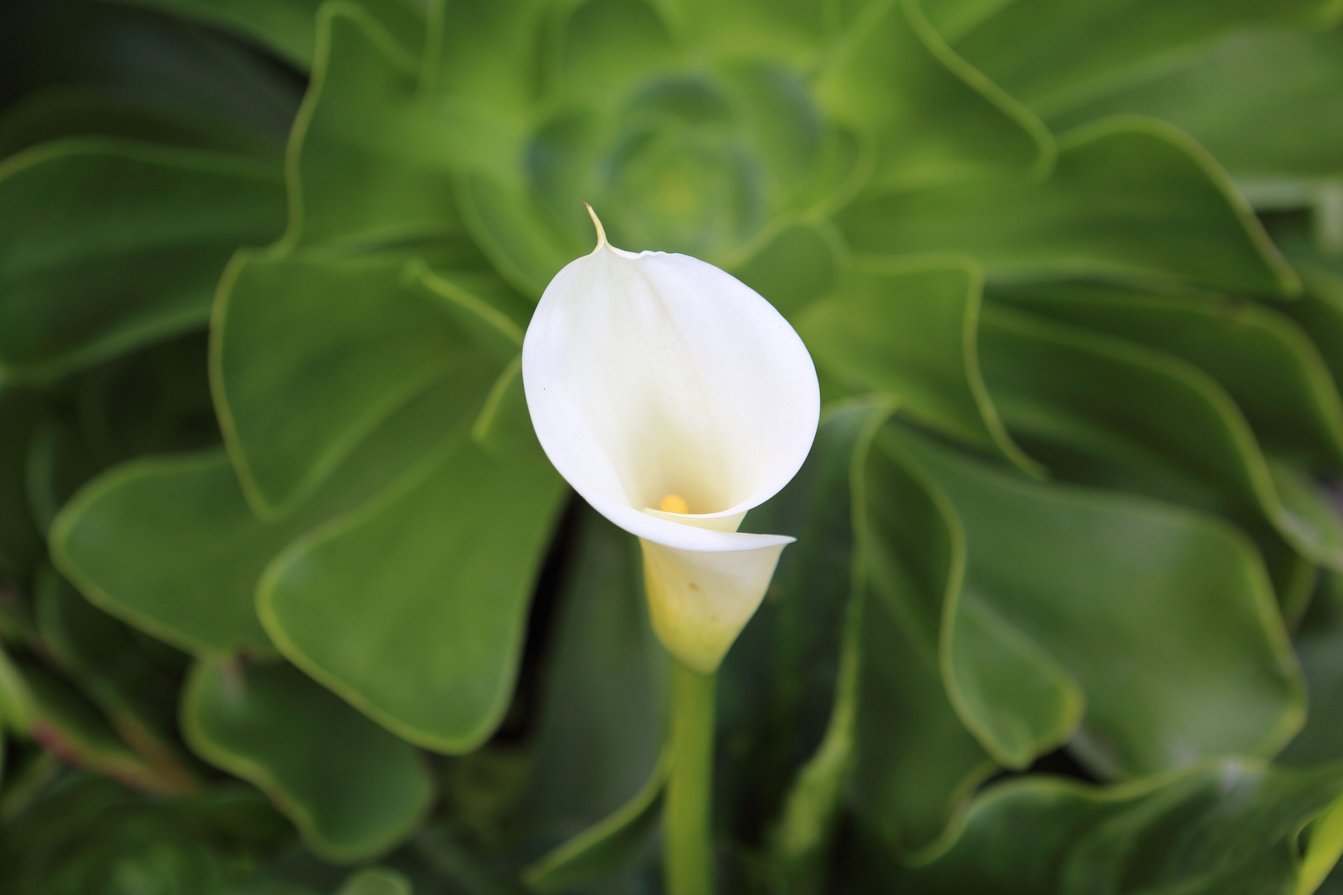 Cartuchos: una planta llena de elegancia, ideal para principiantes