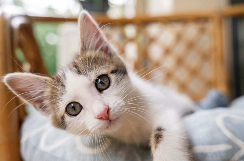 ¿Cómo ven los gatos? Te contamos como es la visión de tu felino