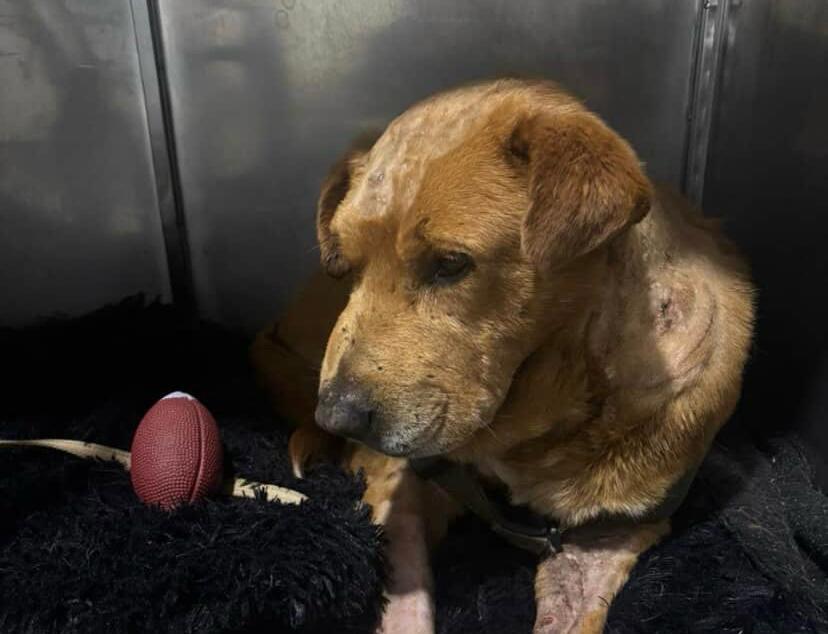 Buscan hogar para Patacón, perrito que llegó herido a la Universidad Distrital en Bogotá