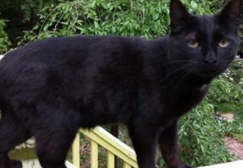 “Increíble que siga vivo”: gato negro se reencontró con su dueña luego de dos años