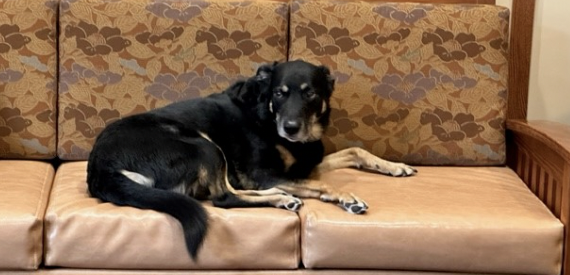 Perro escapaba de su refugio para ir a dormir a un ancianato: el personal lo adoptó