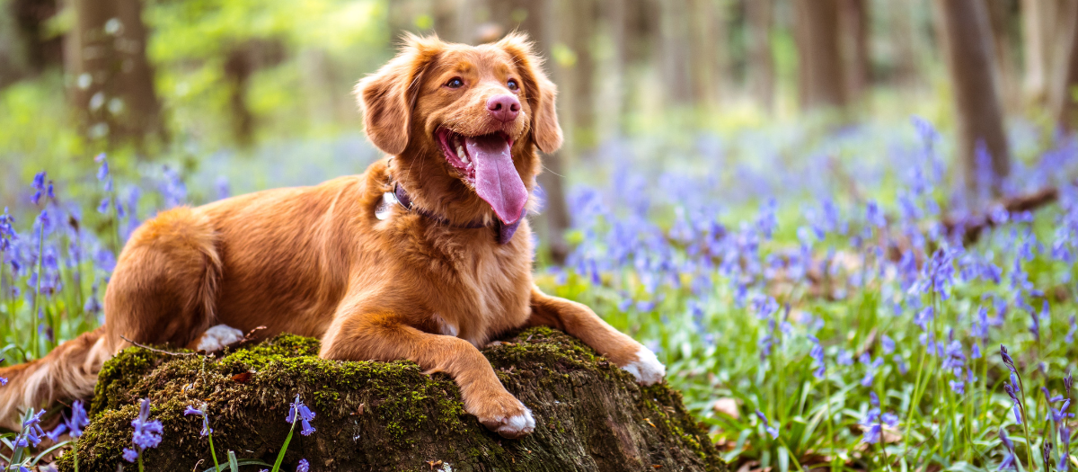 Perros grandes y peludos: 5 razas de perros que te encantarán