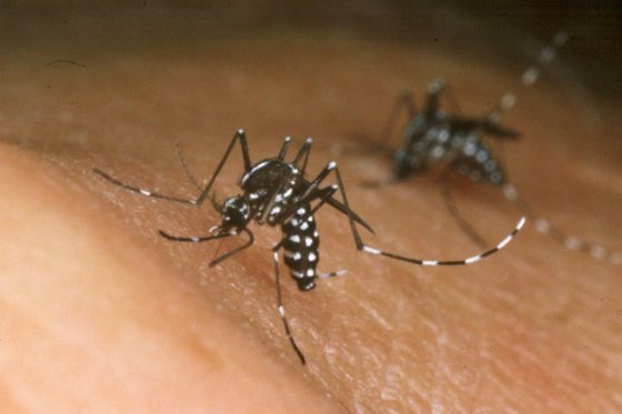El dengue es transmitido por el mosquito Aedes aegypti. 