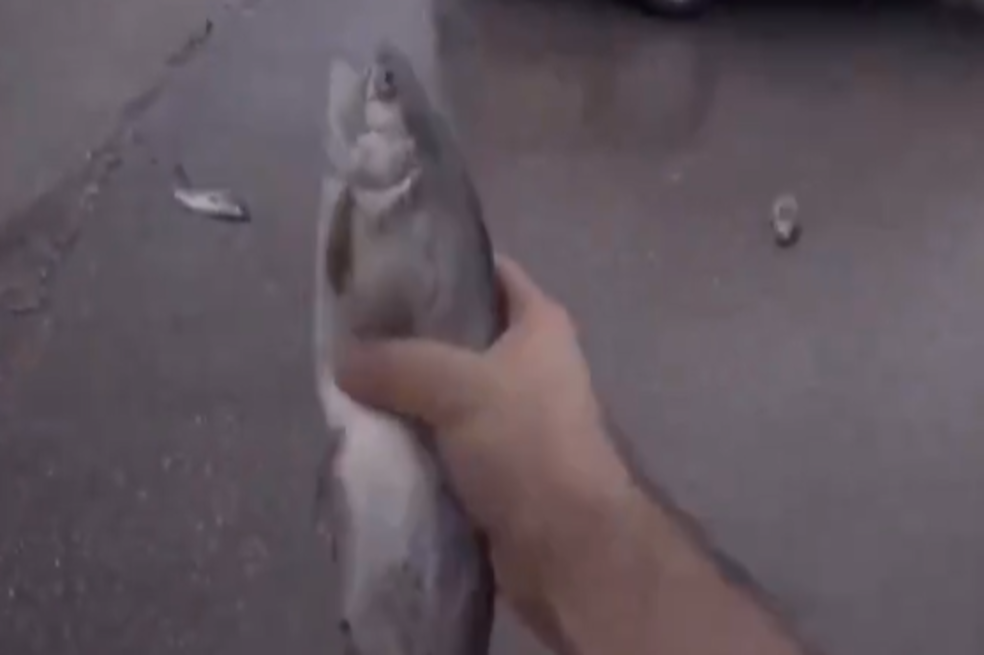 ¿Lluvia de peces en Irán? La verdad detrás de los videos virales que causaron asombro