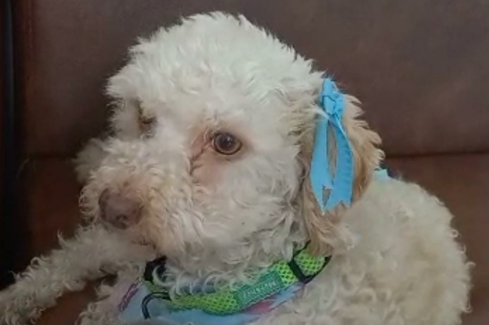 Ella es Princesa, una perrita que fue atropellada y necesita de su ayuda para recuperarse