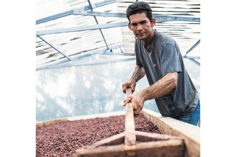 Transformando vidas a través del cacao