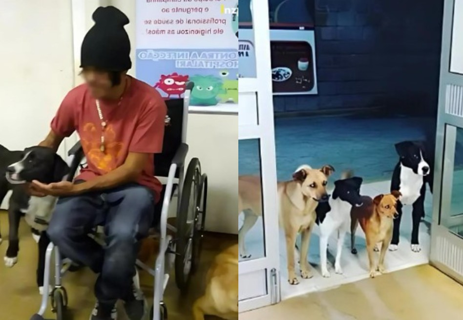 Cuatro perros esperan a su dueño toda la noche en la puerta de un hospital