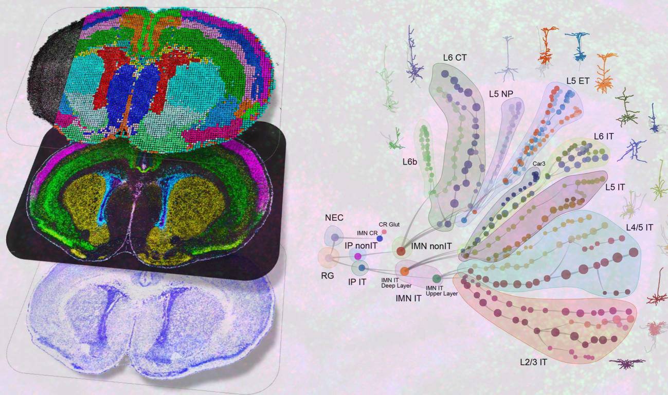 Mapa transcriptómico del desarrollo de la corteza visual del ratón, donde se observa la diversificación progresiva de los tipos celulares desde un progenitor común hasta las capas adultas. / Gao et al. / Nature / Allen Institute