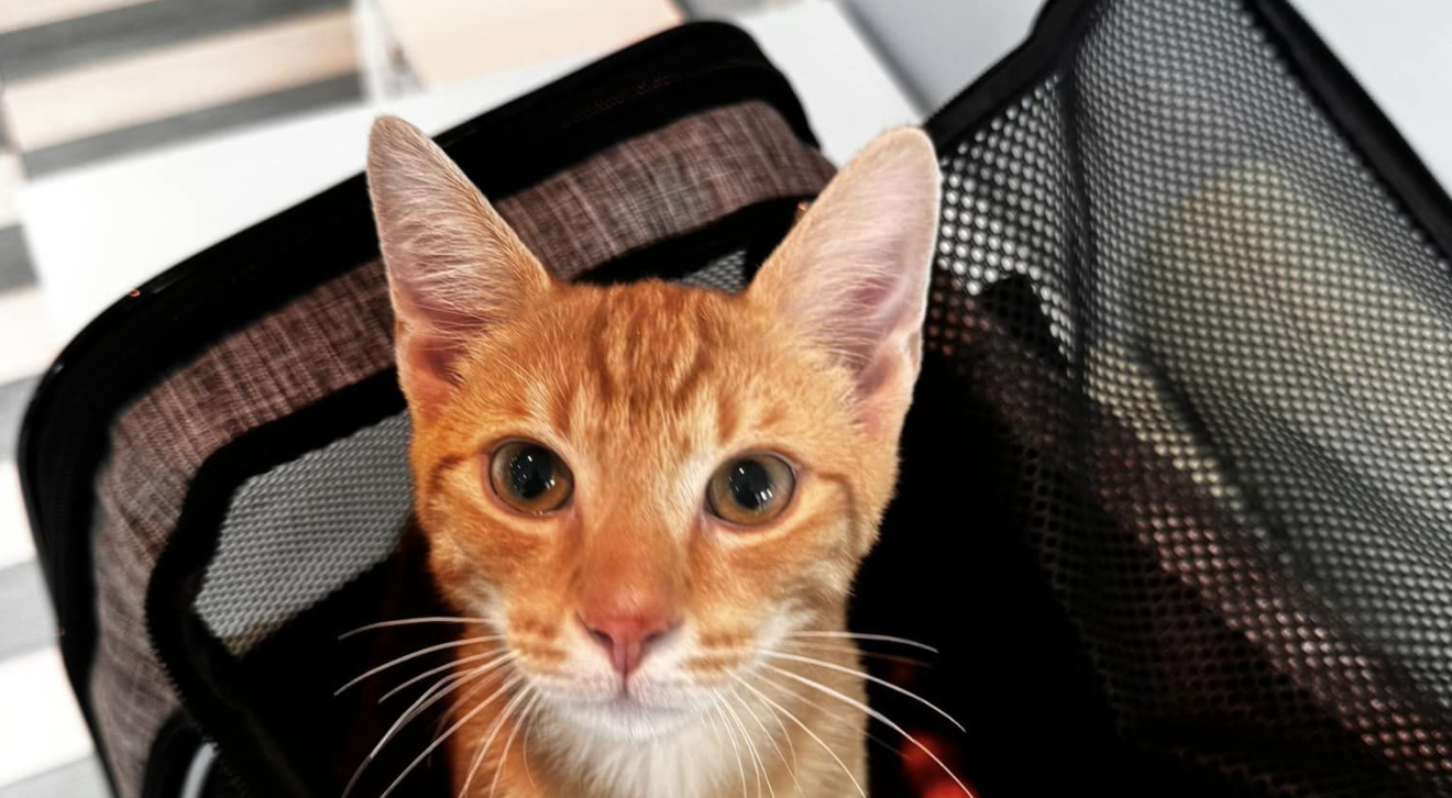 La historia del gato que se salvó a sí mismo: encontró un albergue y ahora busca un hogar