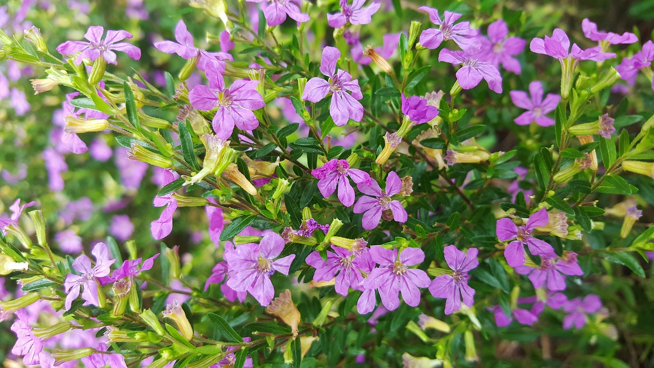 Cufea, una planta pequeña con gran poder ornamental