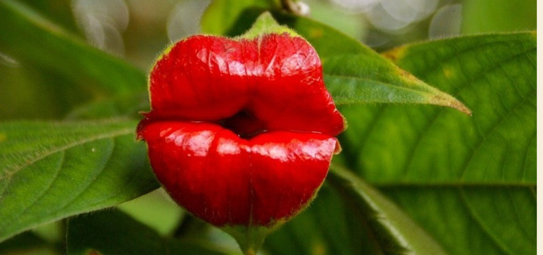 Esta es la flor de beso colombiana: la exótica planta que parece unos labios