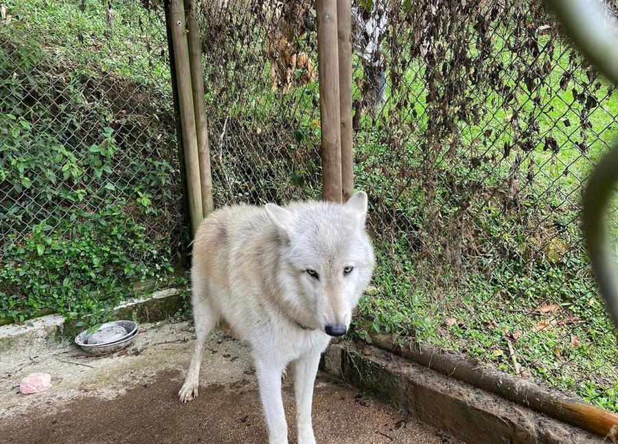 Perro o lobo en Rionegro