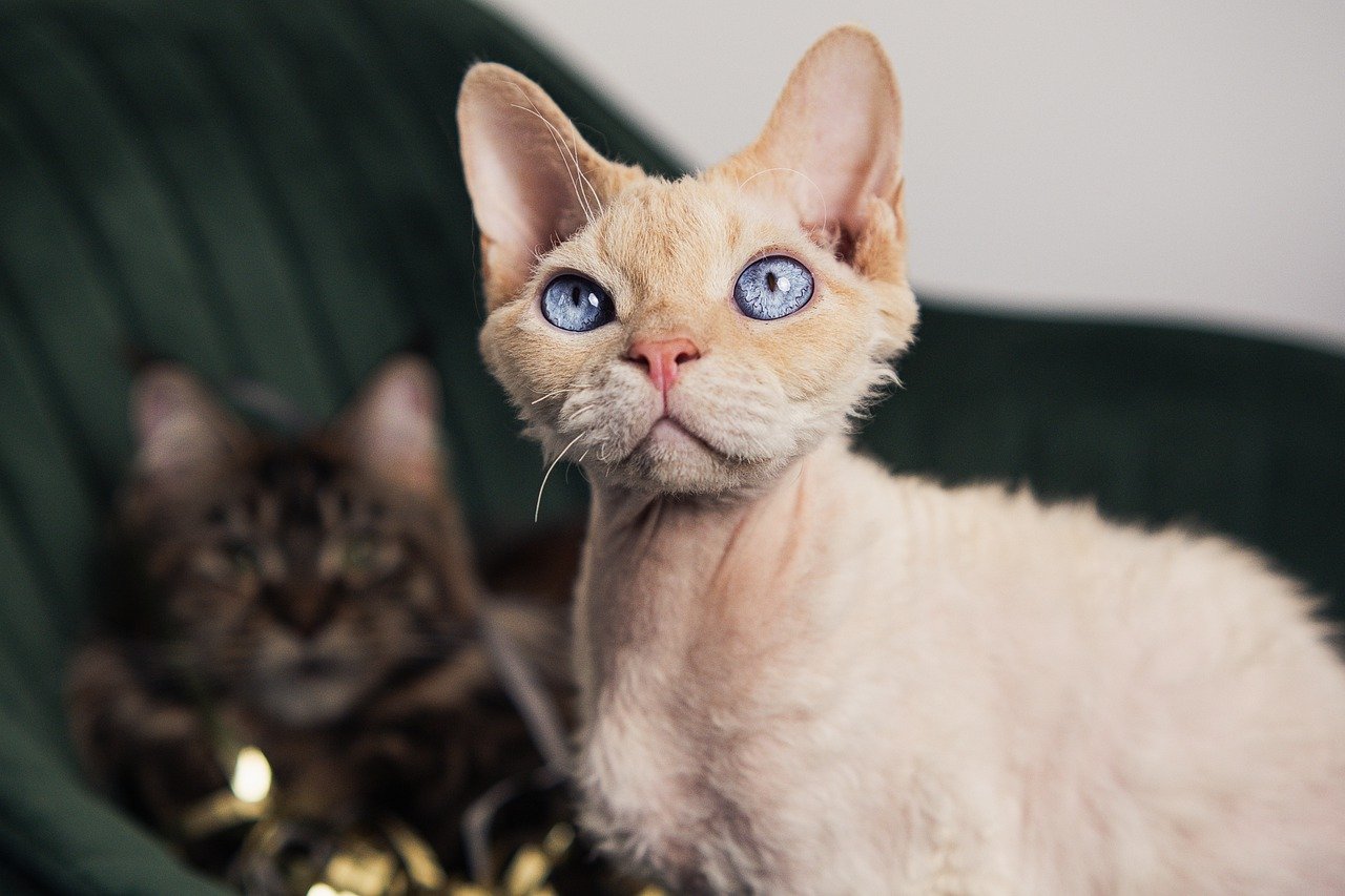 Gato devon rex.