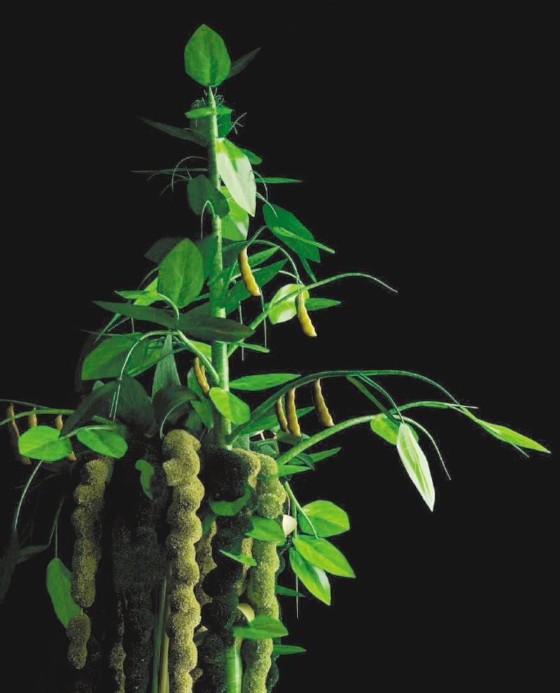 Escuchando las plantas de los llanos colombianos