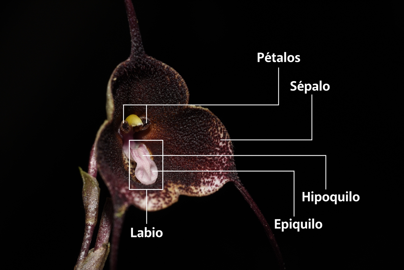 Así es la nueva especie de orquídea que hallaron en Antioquia: Drácula colombiana