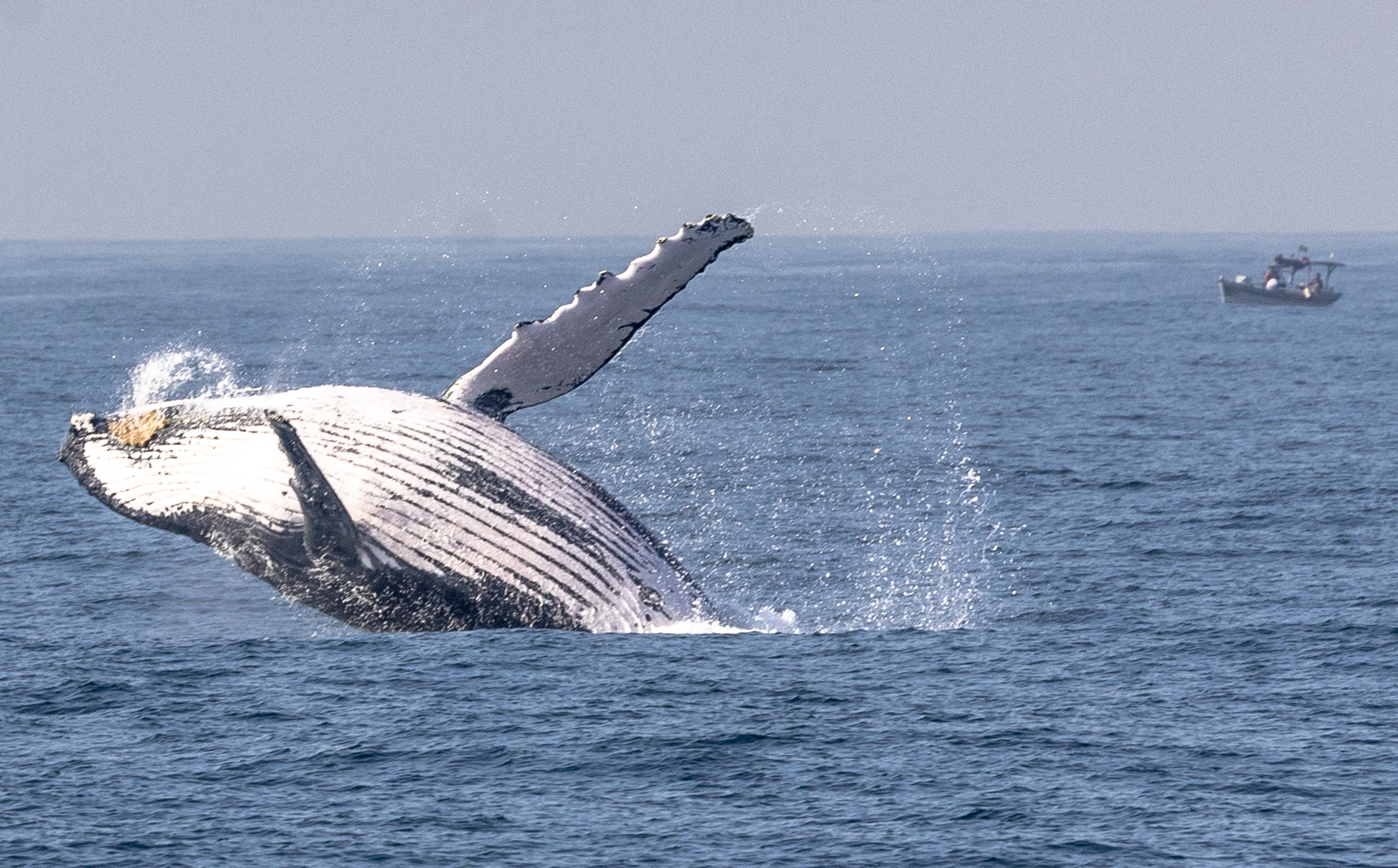 ¿Cómo hacer un avistamiento responsable de ballenas jorobadas?