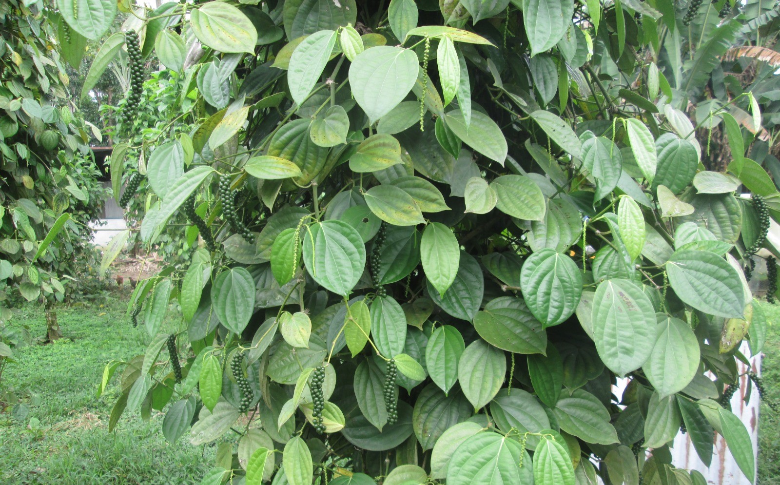 La pimienta del Putumayo se abre paso en los mercados del país y del mundo