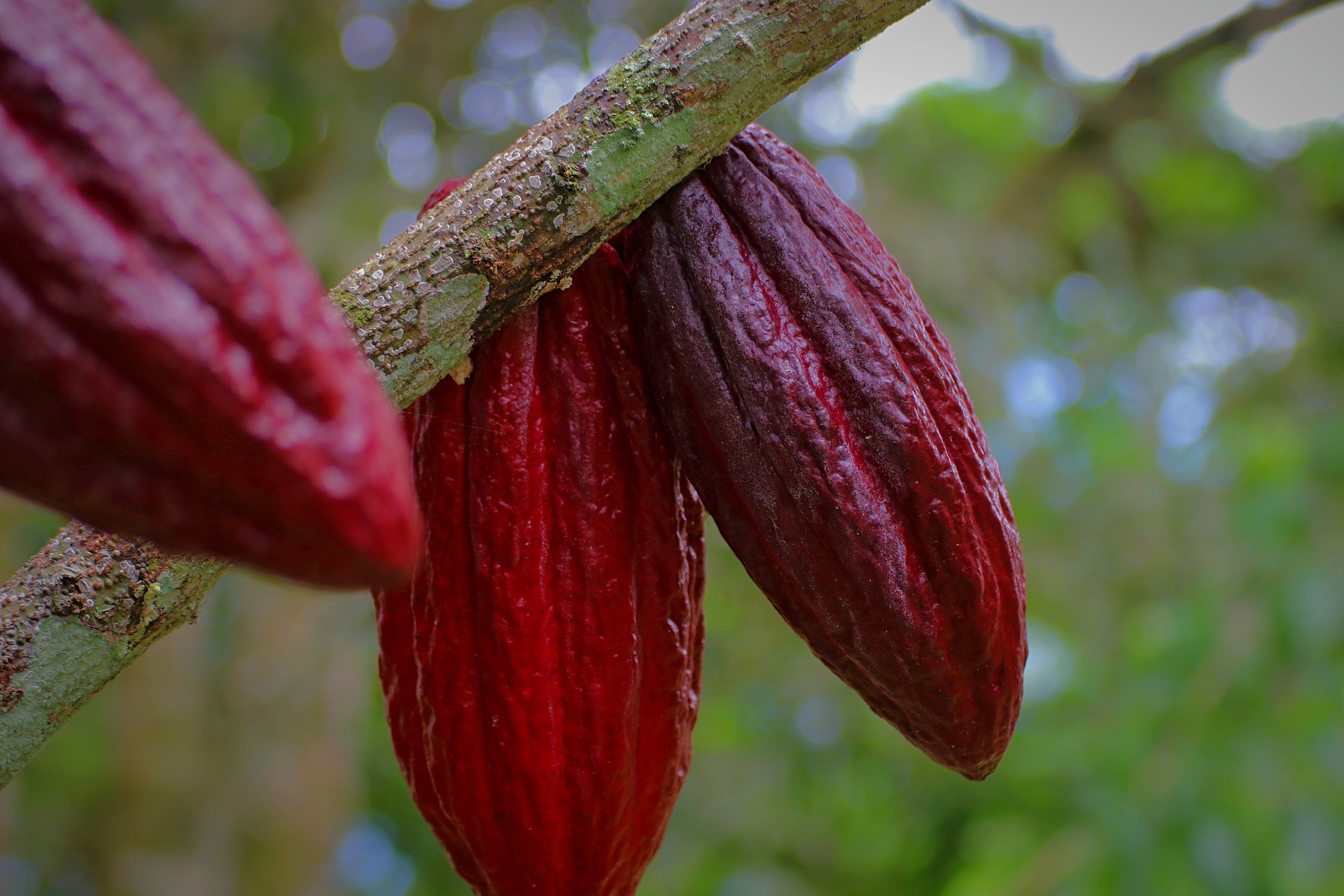 La planta base del chocolate, ¿una salida para la deforestación en la Amazonía?