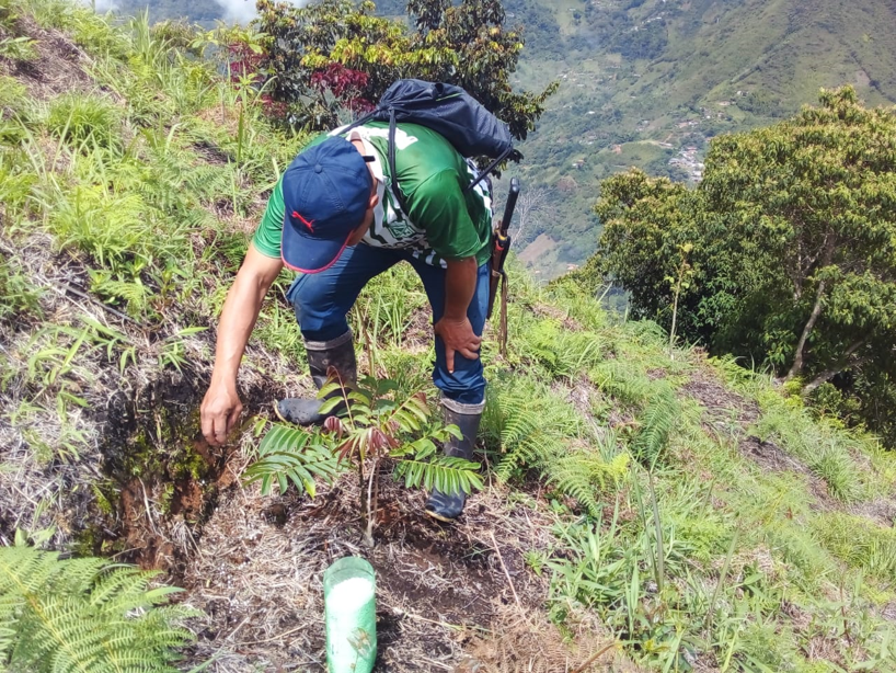 De acuerdo con Héctor Jaime Vinasco, antiguo gobernador indígena, tienen una meta de plantar 100 mil árboles nuevos en su territorio, que abarca unas 4.000 hectáreas al occidente de Caldas, entre los municipios de Supía y Riosucio.
