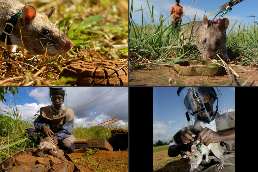 Las ratas que detectan minas antipersonales