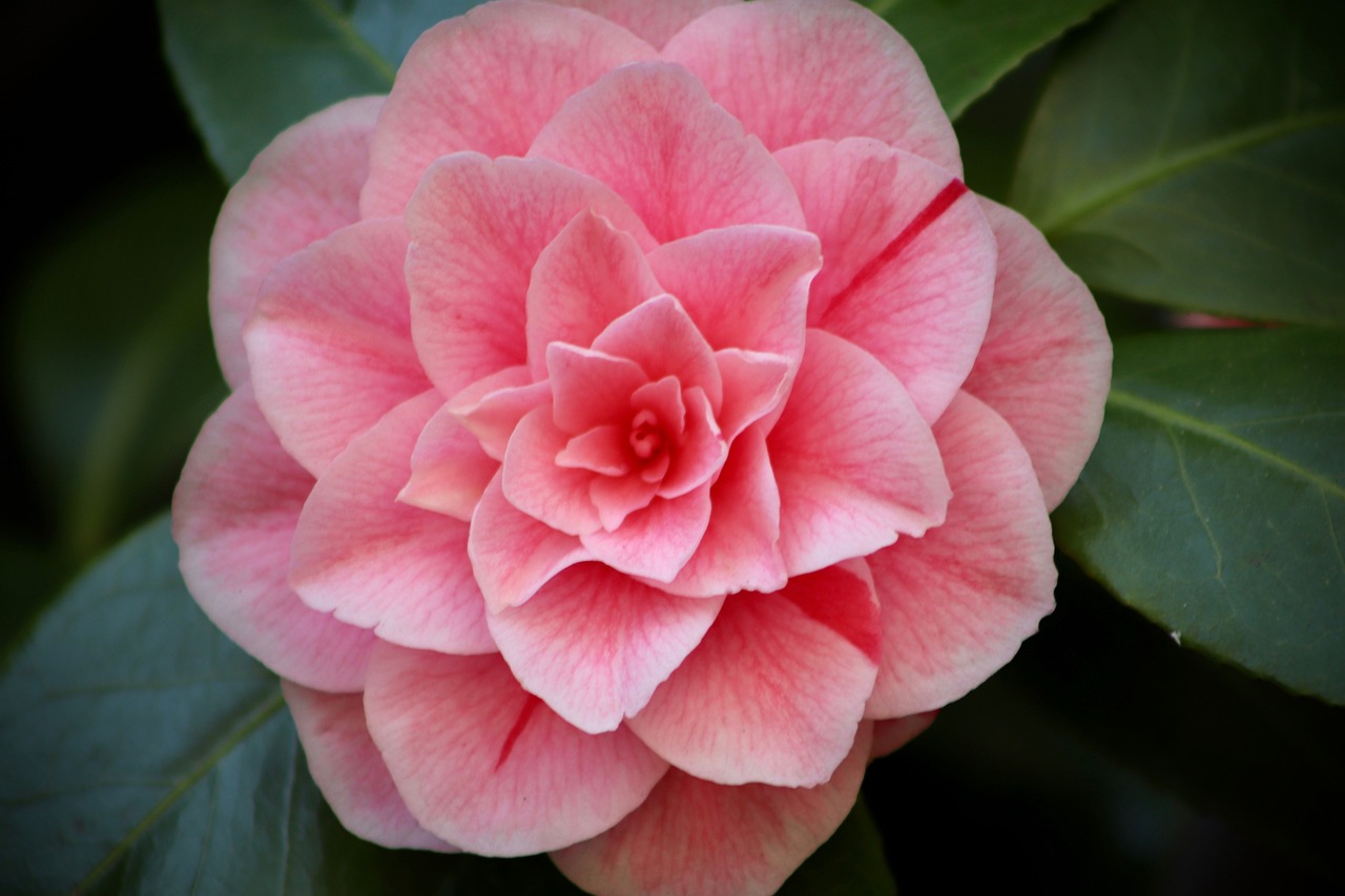 Camelia: características y cuidados de esta planta