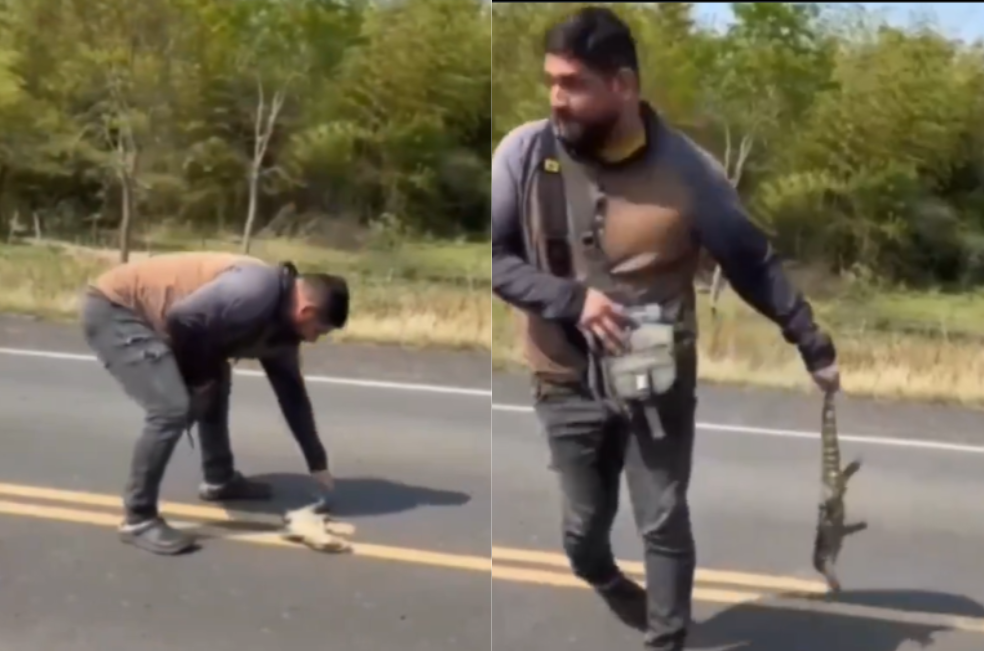 Hombre fue atropellado luego de intentar salvar a un lagarto