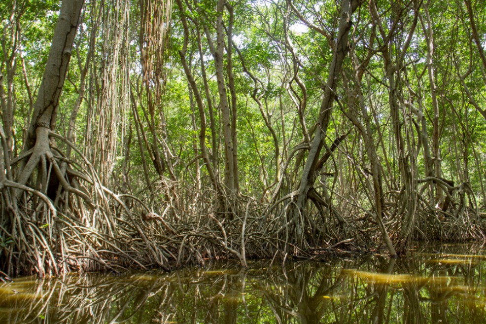 Colombia se apoya en el ecoturismo para preservar su santuario de aves