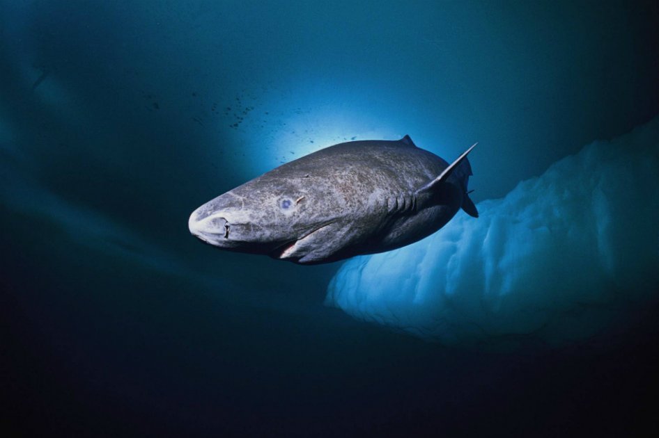 ¿Por qué los tiburones de Groenlandia viven hasta 400 años? La respuesta puede estar en su ADN