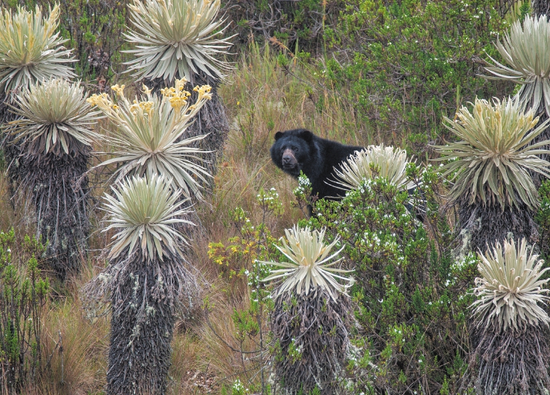 Conservar los Parques Naturales abre oportunidades en ecoturismo y bioeconomía