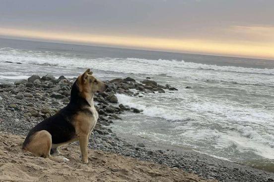 La historia de Vaguito, el perro que esperaba frente al mar a su dueño fallecido