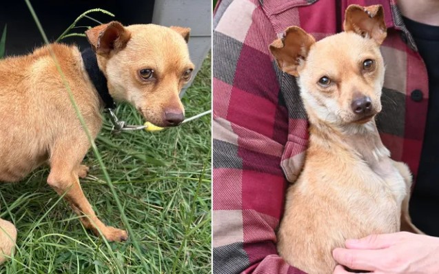 Chihuahua que vivió años encadenado ahora duerme arropado en su nuevo hogar