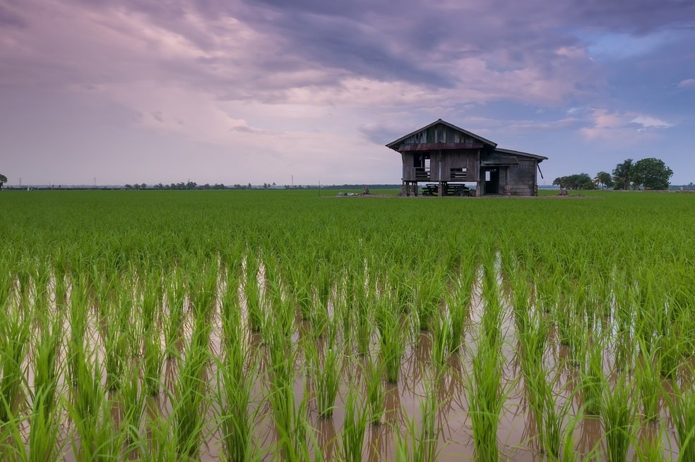 Más allá del precio: datos para ver el peso del arroz en las mesas colombianas
