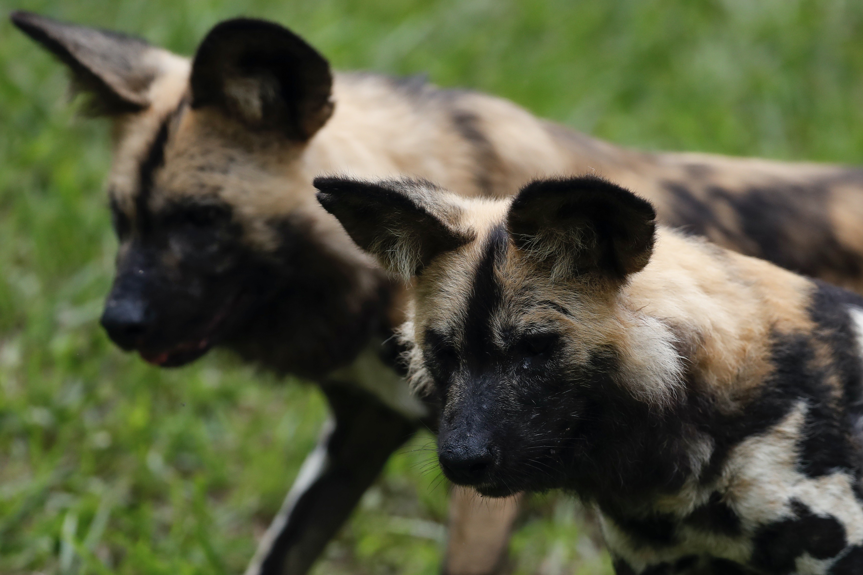 Perros salvajes africanos llegaron al Zoológico de Cali: así se ven