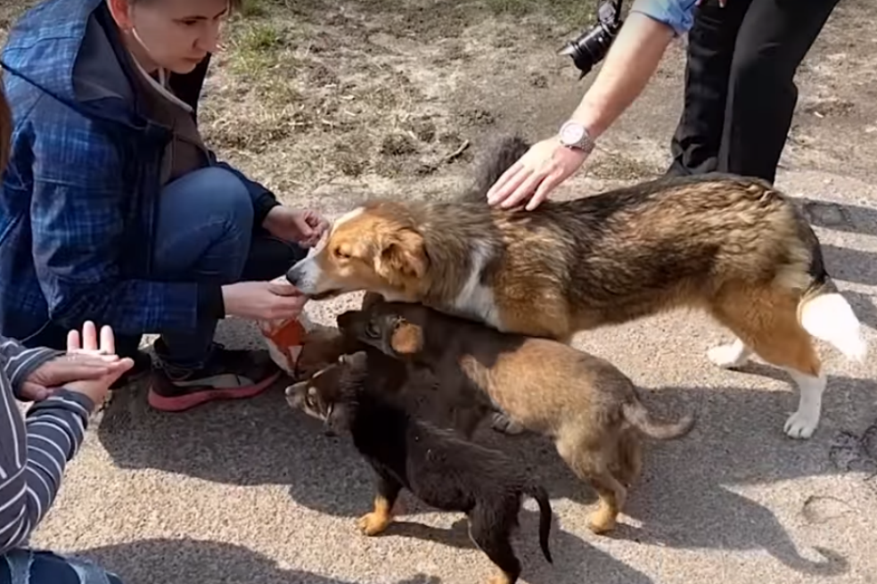 El sueño americano de los perros de Chernóbil