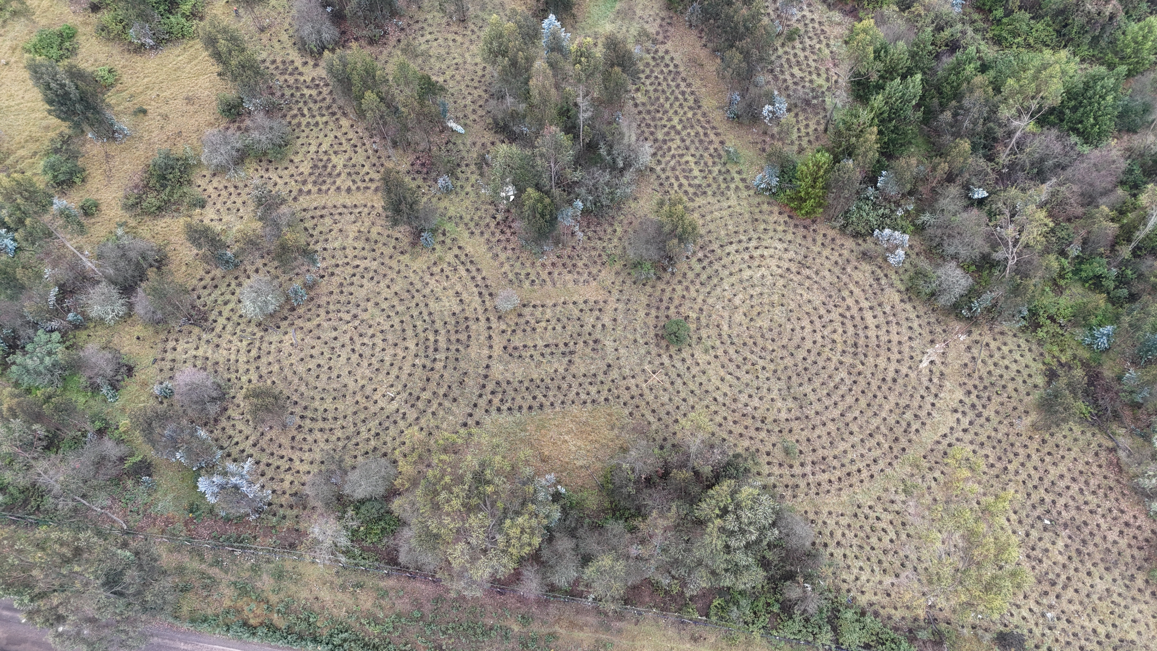 Vista aérea de restauración de especies nativas en predios aledaños a los embalses.