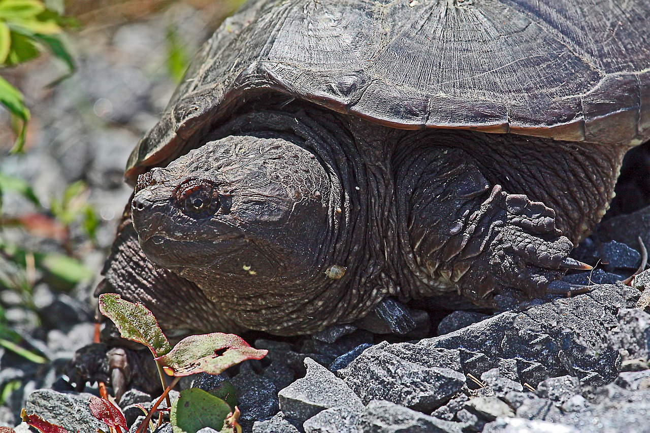 En video: una tortuga mordedora derribó a una serpiente de agua