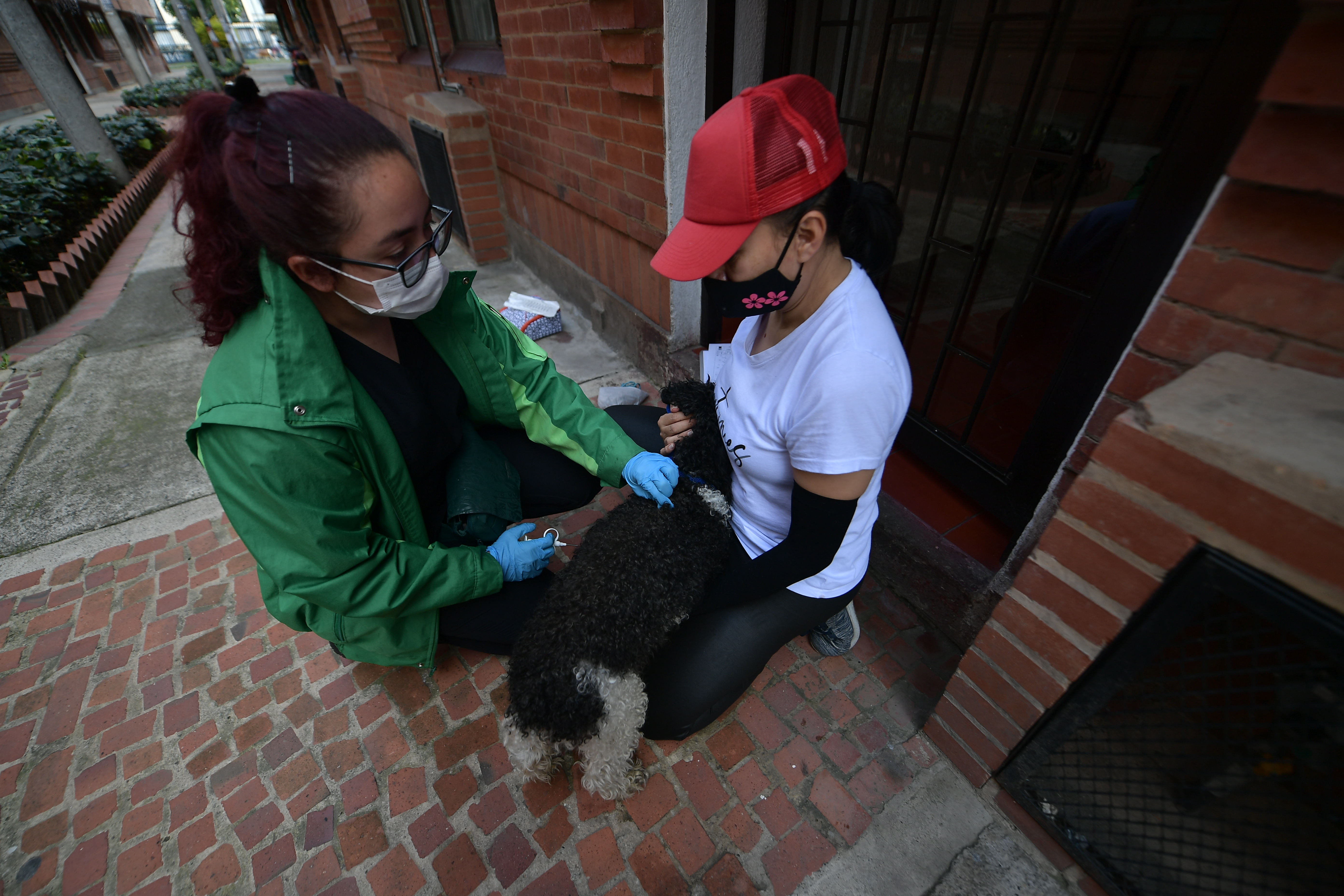 Más contratistas que veterinarios: critican contratos de Protección Animal Bogotá