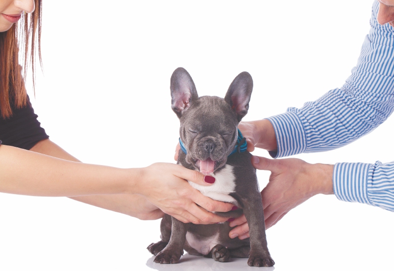 La mascota, el "tercero" en la relación