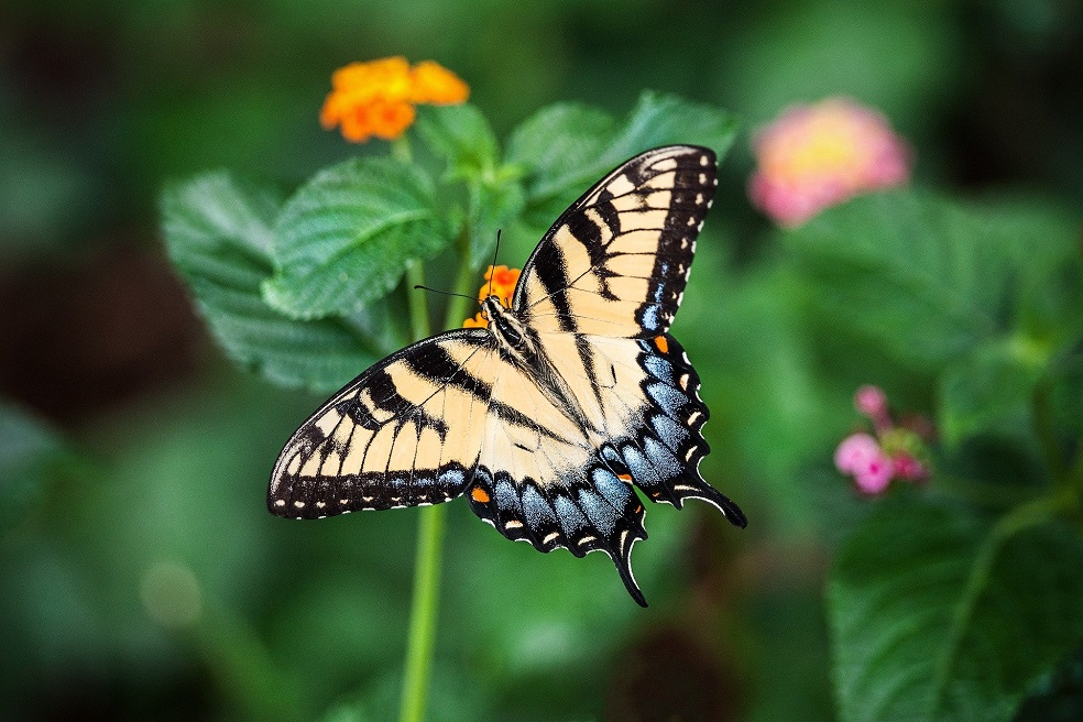 Este es el estado de la biodiversidad colombiana