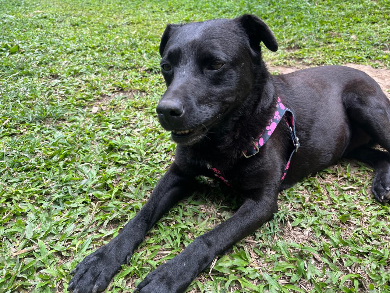 Mora, la perrita que esperó siete años por un hogar y por fin lo encontró