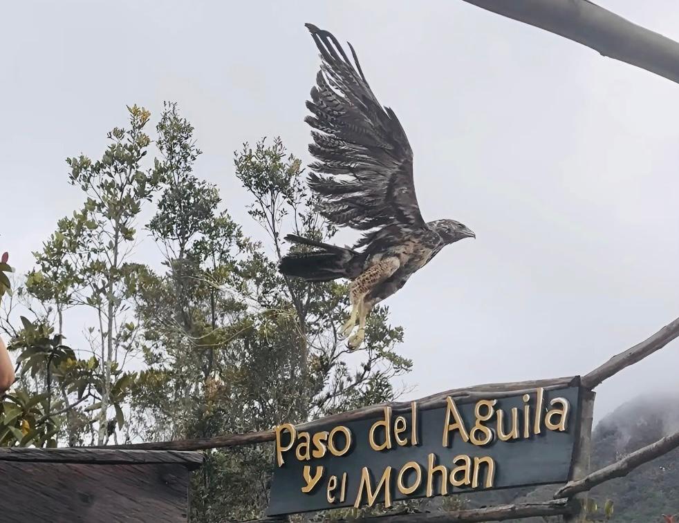Águila de páramo atacada con perdigones se recuperó y volvió a la libertad